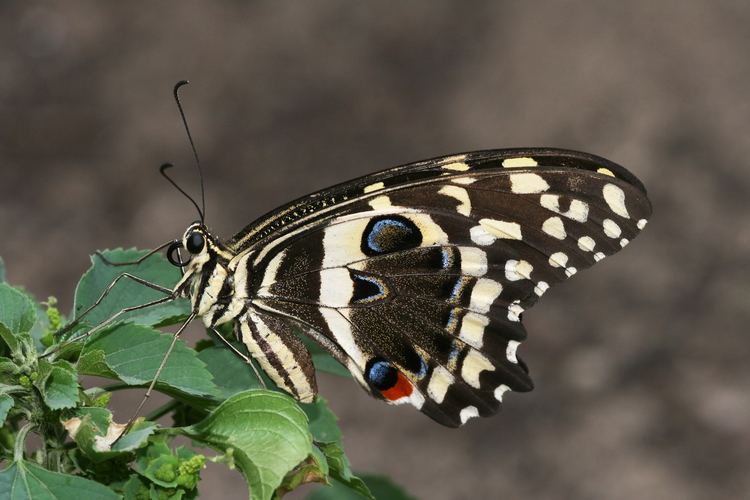 Papilio demodocus Papilio demodocus Esper 1798 Checklist View