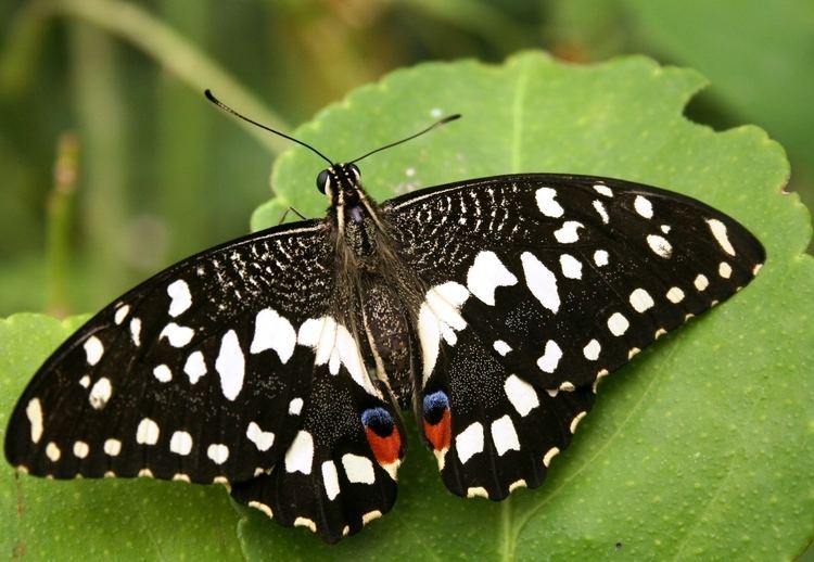 Papilio demodocus Index Albums photosPapillonRhopaloceres papillons de jour