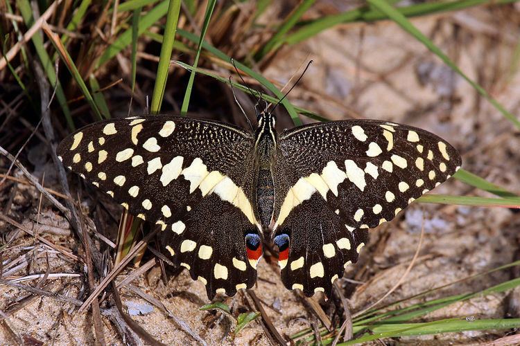 Papilio demodocus Papilio demodocus Wikipedia