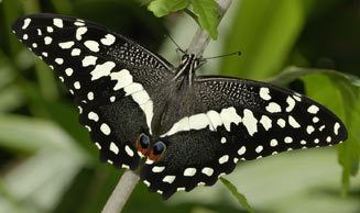 Papilio demodocus wwwbiodiversityexplorerorgbutterfliespapilioni