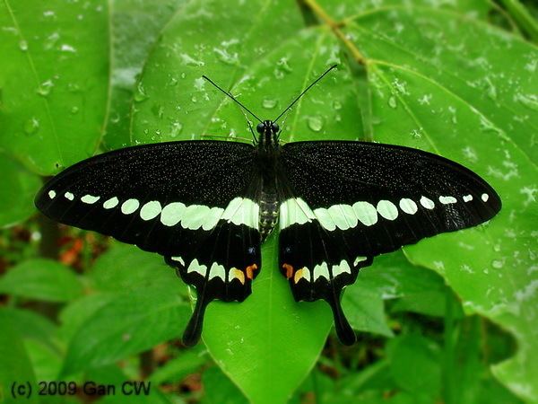 Papilio demolion httpsuploadwikimediaorgwikipediacommons55