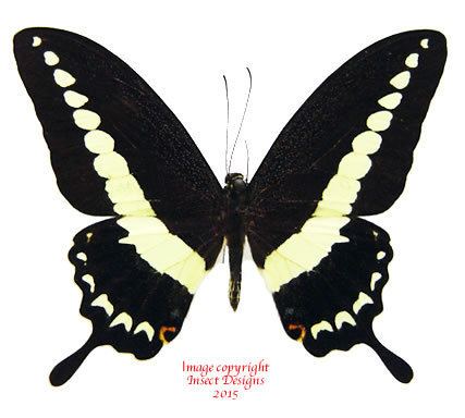Papilio demolion Insect Designs Butterflies and Moths Papilionidae Papilio