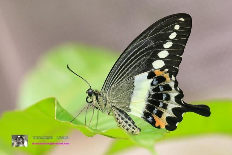 Papilio demolion demolion demolion Banded Swallowtail