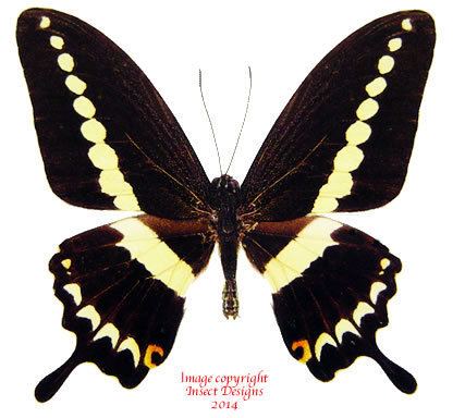 Papilio demolion Insect Designs Butterflies and Moths Papilionidae Papilio