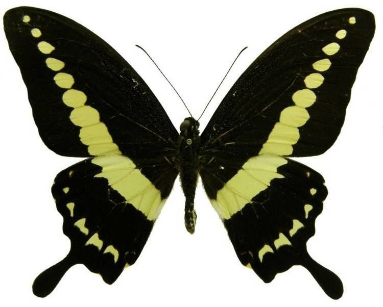 Papilio demolion ButterflyCornernet Papilio demolion Banded Swallowtail