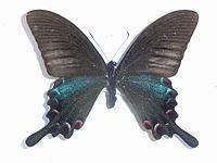 Papilio dialis httpsuploadwikimediaorgwikipediacommonsthu