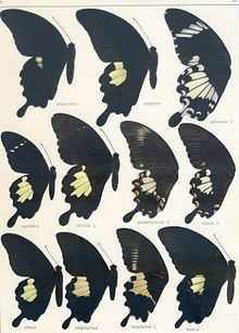 Papilio diophantus httpsuploadwikimediaorgwikipediacommonsthu