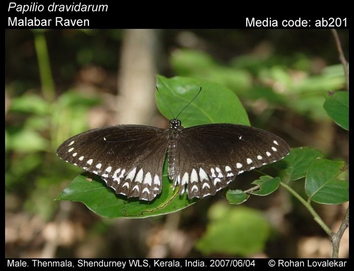 Papilio dravidarum wwwifoundbutterfliesorgmediaimagesPapilioDrav