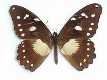 Papilio echerioides httpsuploadwikimediaorgwikipediacommonsthu