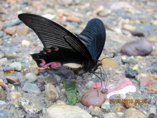 Papilio elephenor Papilioidae Swallowtails