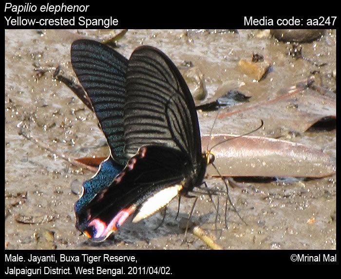 Papilio elephenor wwwifoundbutterfliesorgmediaimagesPapilioElep