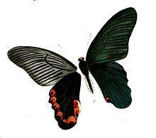 Papilio elephenor Papilio elephenor Wikipedia
