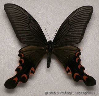 Papilio elwesi insectaproimages3204205jpg