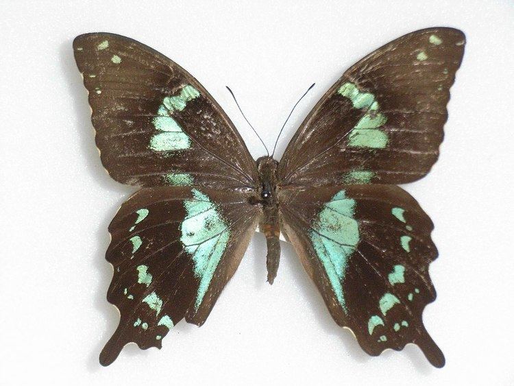 Papilio epiphorbas