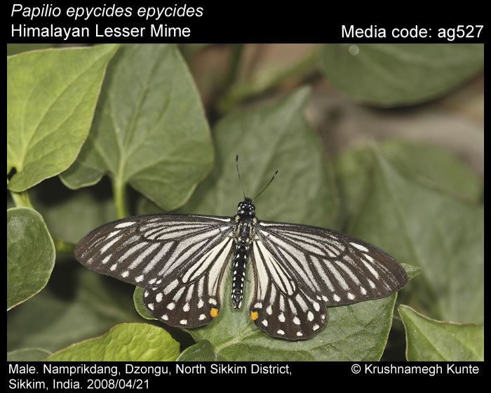 Papilio epycides wwwifoundbutterfliesorgmediaimagesPapilioEpyc
