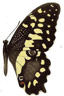 Papilio erithonioides httpsuploadwikimediaorgwikipediacommonsthu