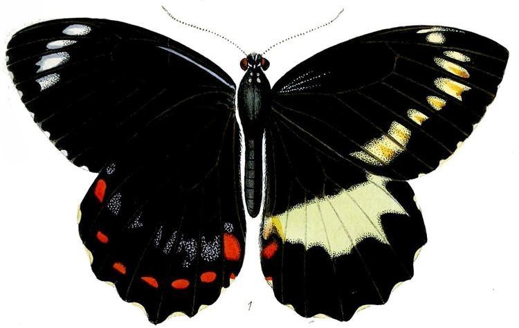 Papilio erskinei