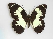Papilio euchenor httpsuploadwikimediaorgwikipediacommonsthu