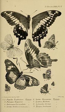 Papilio euphranor httpsuploadwikimediaorgwikipediacommonsthu