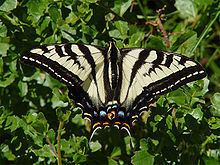 Papilio eurymedon httpsuploadwikimediaorgwikipediacommonsthu