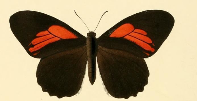 Papilio euterpinus httpsuploadwikimediaorgwikipediacommons55