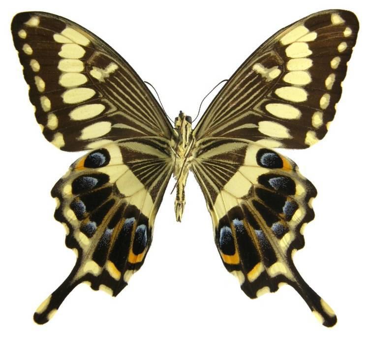 Papilio Papilio hotelroomsearchnet