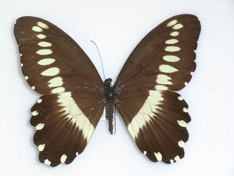 Papilio fernandus