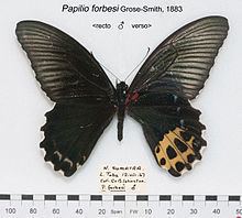 Papilio forbesi httpsuploadwikimediaorgwikipediacommonsthu