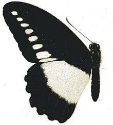 Papilio fuelleborni httpsuploadwikimediaorgwikipediacommonsthu