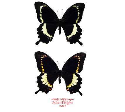 Papilio fuscus Insect Designs Butterflies and Moths Papilionidae Papilio