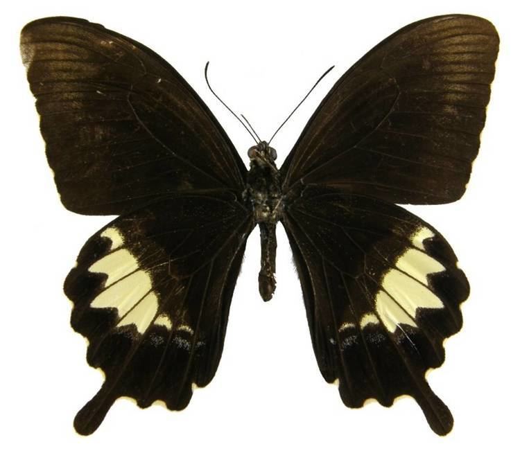 Papilio fuscus ButterflyCornernet Papilio fuscus