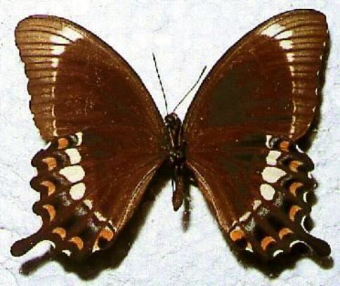 Papilio fuscus fuscus