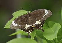 Papilio fuscus httpsuploadwikimediaorgwikipediacommonsthu