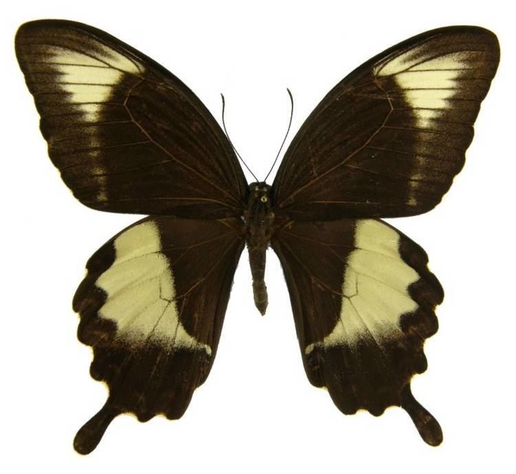 Papilio fuscus ButterflyCornernet Papilio fuscus