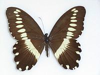 Papilio gallienus httpsuploadwikimediaorgwikipediacommonsthu