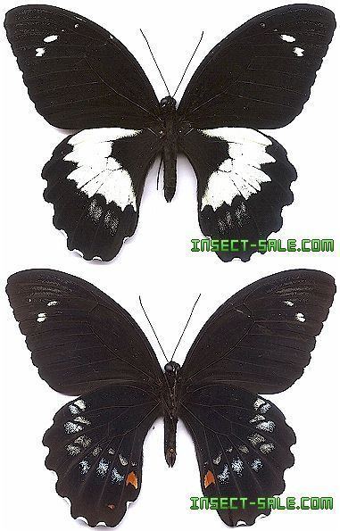 Papilio gambrisius InsectSalecom Papilio gambrisius gambrisius Papiliogambrisius