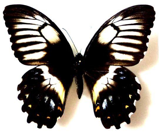 Papilio gambrisius Pgambrisius