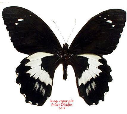 Papilio gambrisius wwwinsectdesignscomimagesPpaperedpapiliogambr