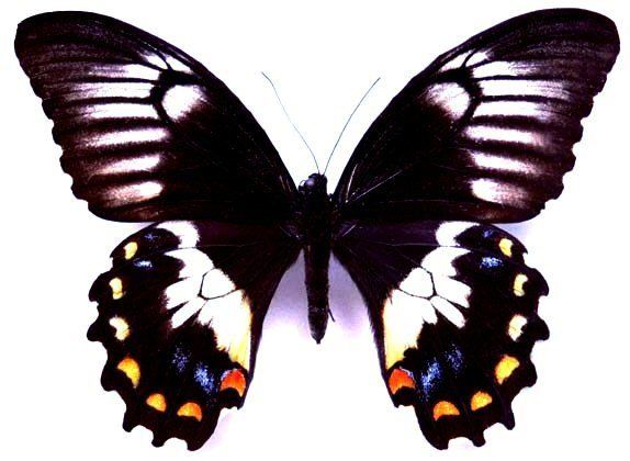 Papilio gambrisius Pgambrisius