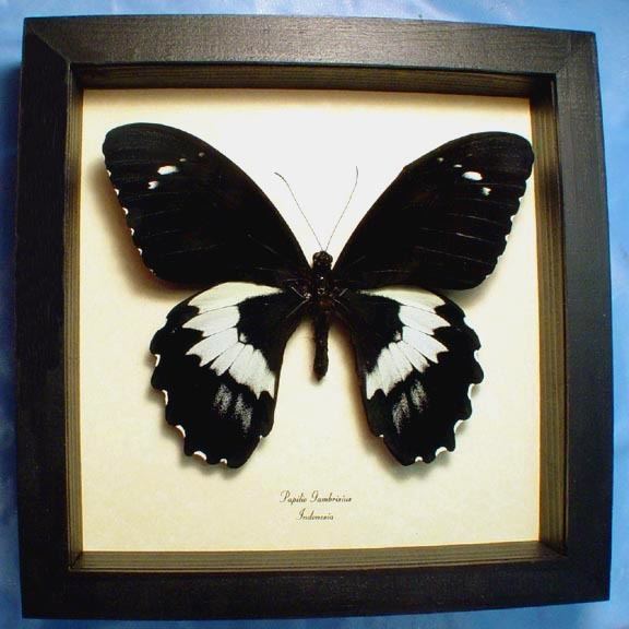 Papilio gambrisius Papilio gambrisius Forest Giant Butterfly Real Butterfly Gifts