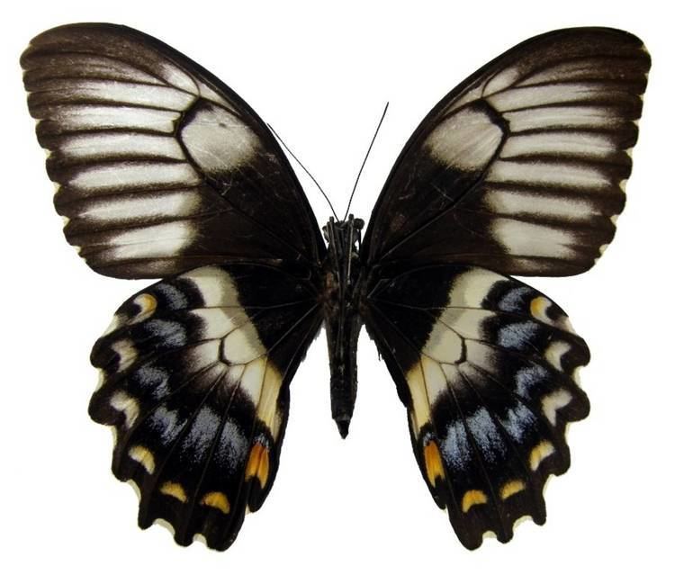 Papilio gambrisius ButterflyCornernet Papilio gambrisius