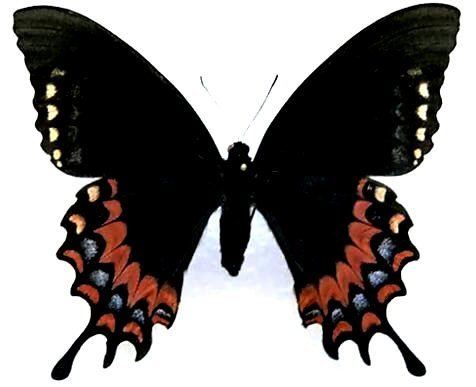 Papilio garamas Pgaramas