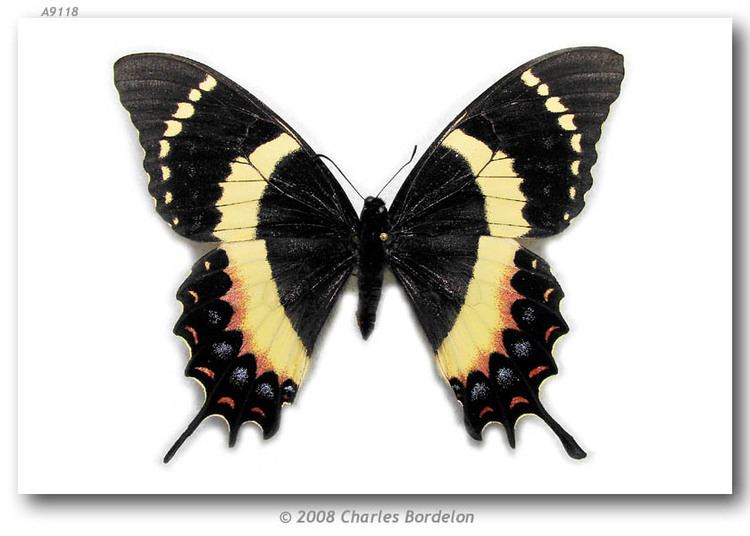 Papilio garamas Papilio garamas electryon pinned specimens page 1