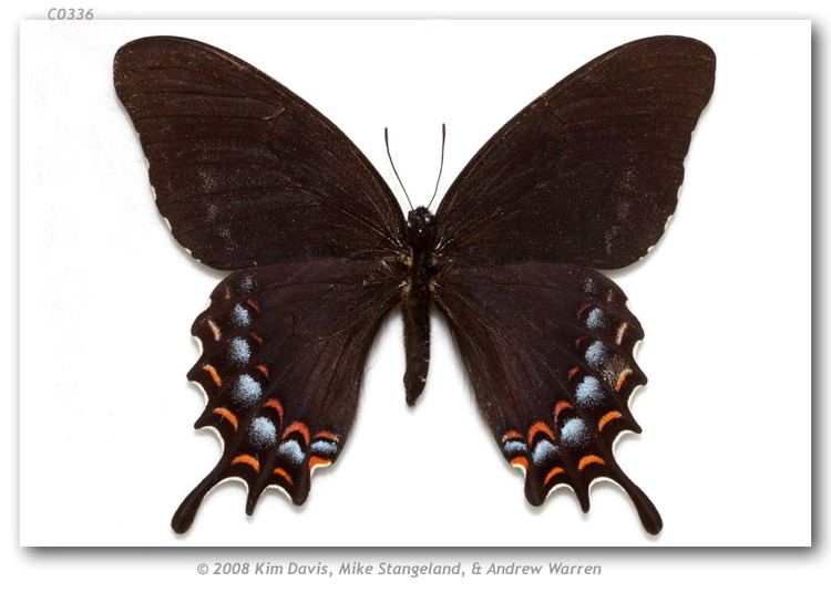 Papilio garamas wwwbutterfliesofamericacomimagesPapilionidaeP