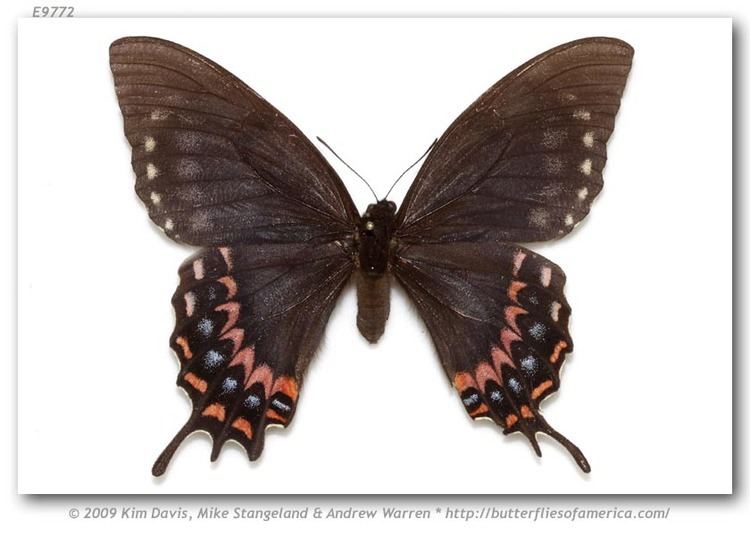 Papilio garamas Papilio garamas electryon pinned specimens page 2