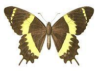 Papilio garamas Papilio garamas Wikipedia