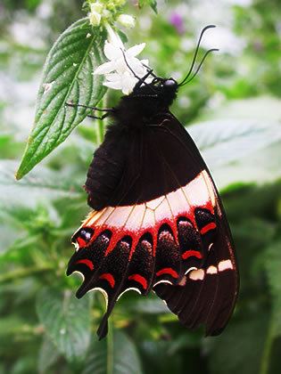 Papilio garamas Papilio garamas Swallowtail Magnificent Butterfly