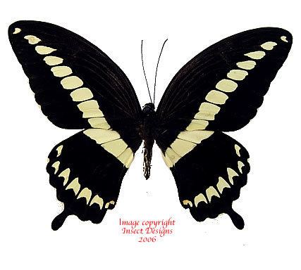 Papilio gigon wwwinsectdesignscomimagesPpaperedpapgigonnewjpg