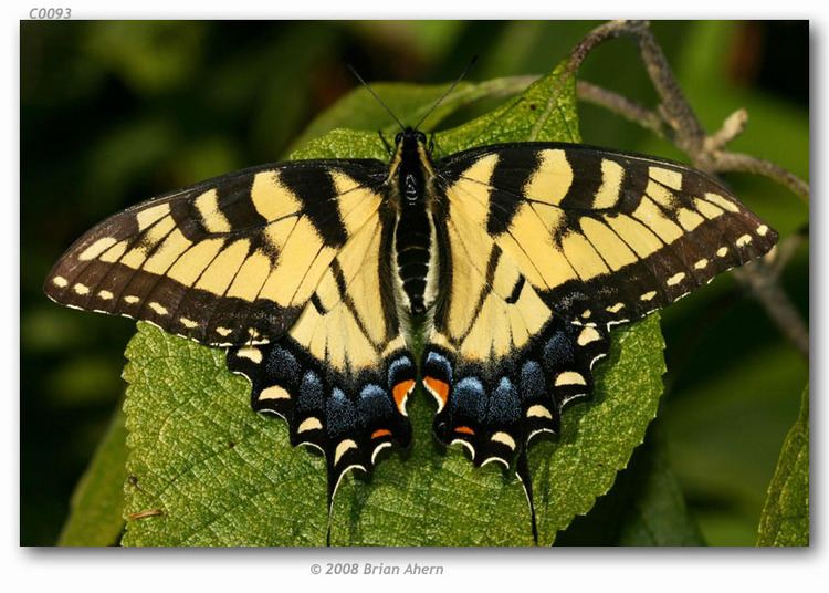 Papilio glaucus Papilio glaucus maynardi live adults