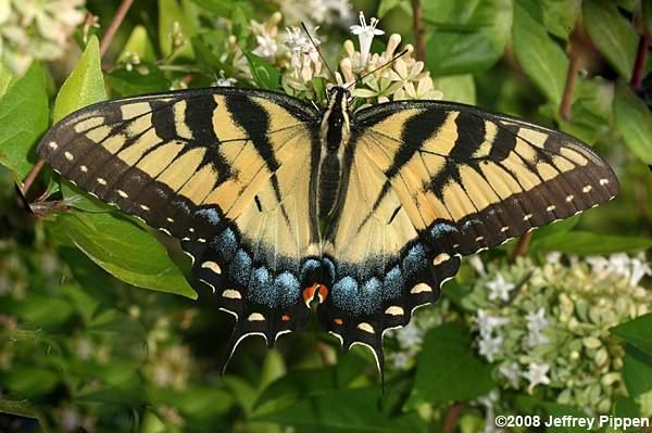 Papilio glaucus Tiger Swallowtail Papilio glaucus